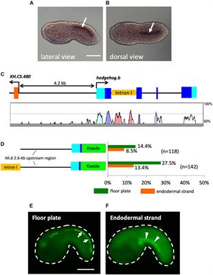 Frontiers Evolution Of Developmental Programs For The Midline